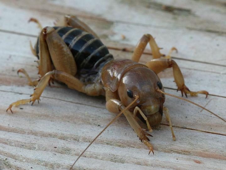 Jerusalem Cricket